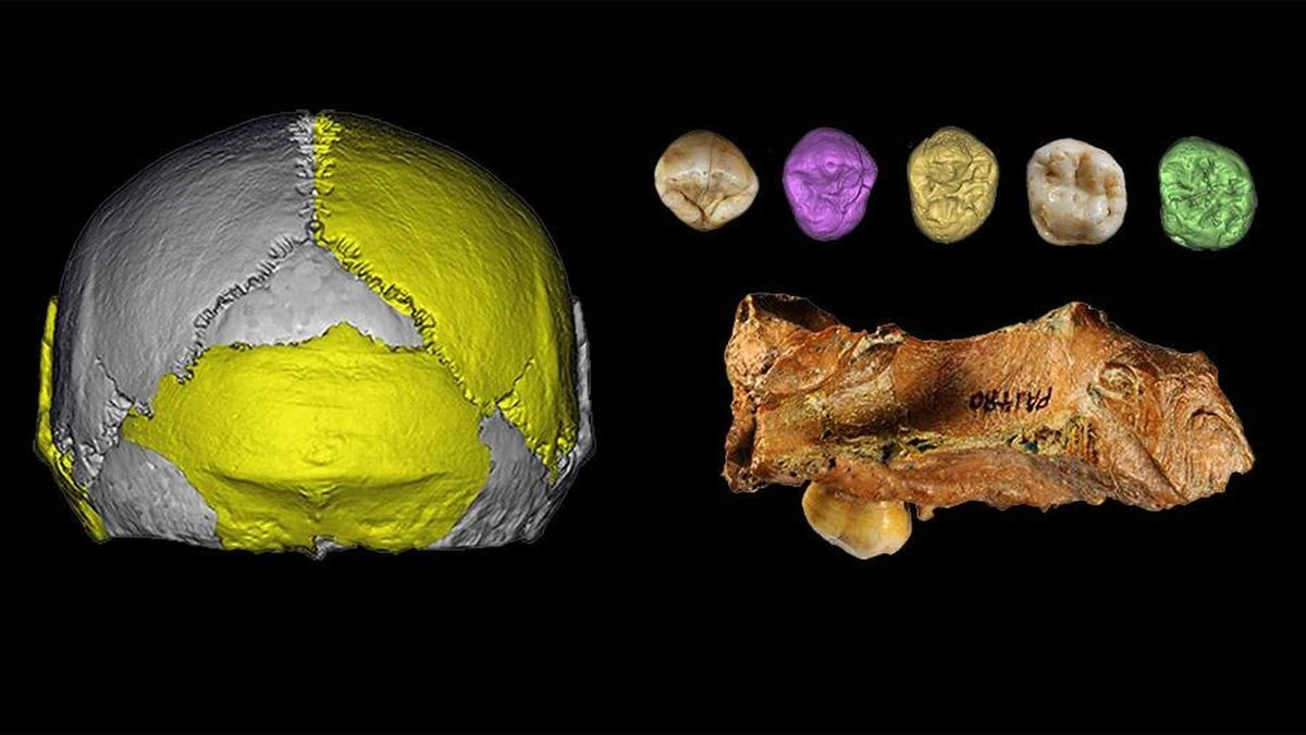 Discovery of New Human Species in China Challenges Evolutionary History